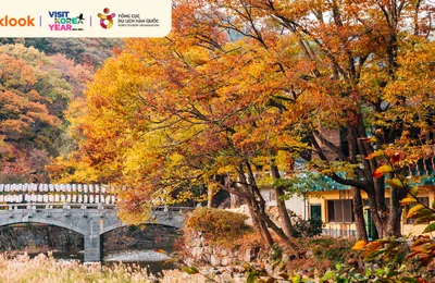 20 Địa Điểm Ngắm Lá Đỏ Hàn Quốc Tuyệt Vời Nhất