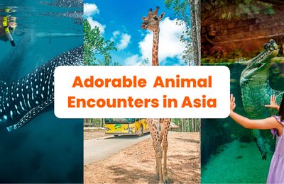 8 Most Adorable and Memorable Animal Encounters to Experience in Asia
