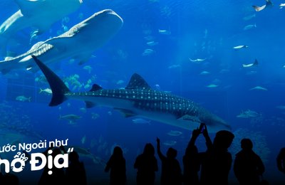 12 Thuỷ Cung Mỹ Nổi Tiếng Cho Bạn Tha Hồ Khám Phá