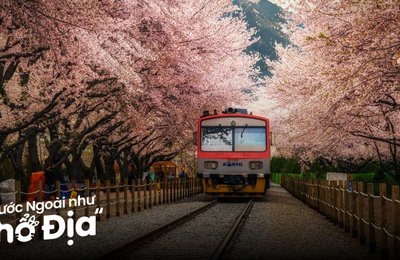 11 Lễ Hội Ở Hàn Quốc Không Thể Bỏ Lỡ Trong Mùa Xuân