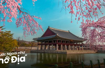 Mùa Hoa Anh Đào Hàn Quốc: Lịch Hoa Nở Cập Nhật Mới 2025