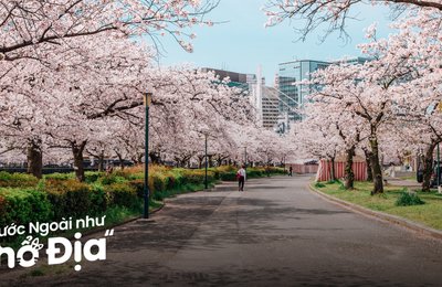 Ngắm Hoa Anh Đào Ở Nhật Bản: 22 Trải Nghiệm Không Nên Bỏ Lỡ