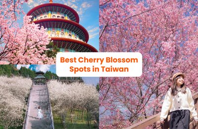 Taiwan Cherry Blossom Forecast 2025: Where and When to See Sakura in Taipei, Hualien & More