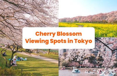 Tokyo Forecast & Best Cherry Blossom Viewing Spots 2025