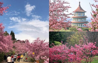 【2025年台湾樱花季】春天必打卡樱花之地！