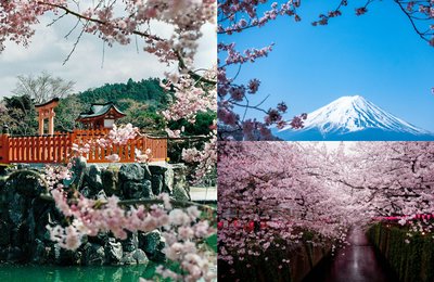 【2025年日本春季自由行】春天必打卡樱花圣地！