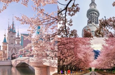 【2025韩国樱花季】韩国热门赏樱地点!