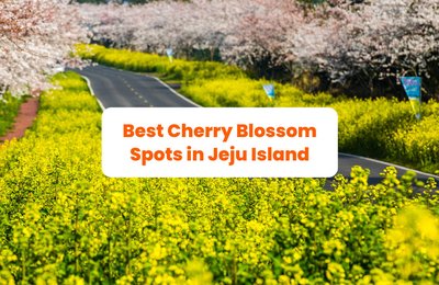 9 Must-Visit Cherry Blossom Spots in Jeju This 2025
