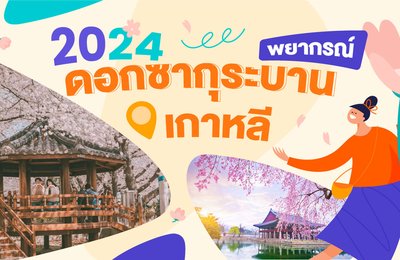 พยากรณ์ดอกซากุระบานในเกาหลีปี 2024 | สถานที่และช่วงเวลาการชมดอกซากุระที่ดีที่สุดในเกาหลี🌸