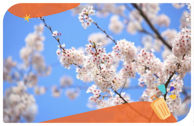 【2025濟州島櫻花】9大濟州島賞櫻景點大公開！韓國最早櫻花盛開地