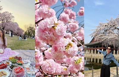 The 7 Best Spots to See Cherry Blossoms in South Korea