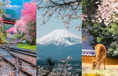 Rekomendasi Tour Sakura Jepang Terbaik untuk Menikmati Musim Semi
