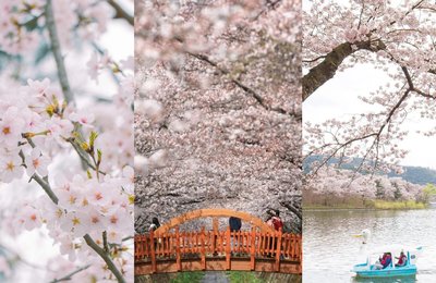 Best Tours to Maximize the South Korea Cherry Blossom Season