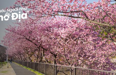 Kinh Nghiệm Ngắm Hoa Anh Đào Kawazu, Nhật Bản