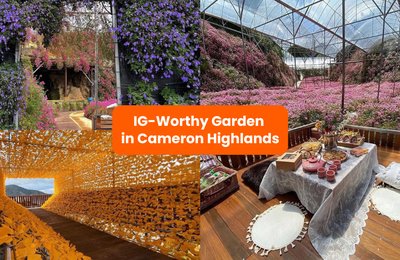 Cameron Flora Park: Have A Dreamy Picnic At This Aesthetic Floral Garden In Cameron Highlands