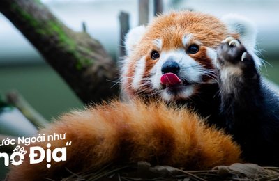 Bí Kíp Khám Phá Trọn Bộ 5 Công Viên Tại Mandai Wildlife Reserve