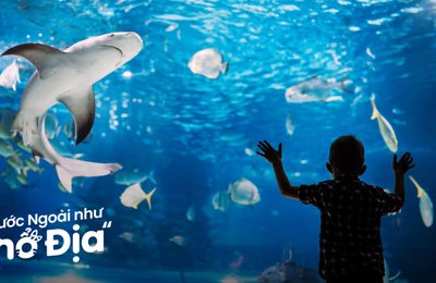 Review Thủy Cung Kaiyukan Osaka: Thế Giới Đại Dương Kì Thú