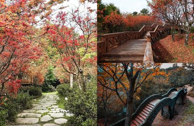 【台湾赏枫攻略】台湾11大赏枫景点推荐,秋冬旅游好去处!