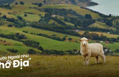 19 Địa Điểm Du Lịch New Zealand Nổi Tiếng Cho Hội Tự Túc