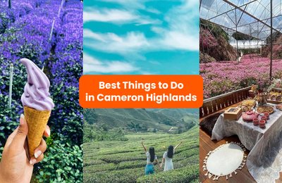 16 Best Things To Do In Cameron Highlands, Malaysia: Flower Fields, Strawberry Farms, Tea Plantations, & More!