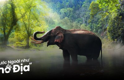 10 Khu Bảo Tồn Voi Nhân Đạo Tại Thái Lan & Lào Đừng Bỏ Lỡ