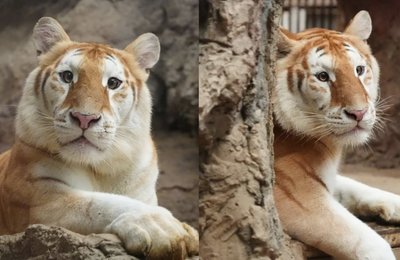 พบกับเอวาและลูน่า: พี่น้องสองเสือสุดคิ้วจากเชียงใหม่ไนท์ซาฟารี