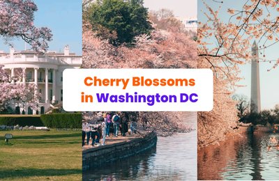 How to Catch Washington DC Cherry Blossoms