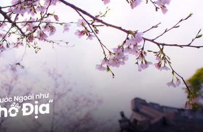 12 Địa Điểm Du Lịch Nhật Bản Mùa Xuân Đẹp Lung Linh
