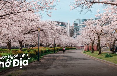 15 Địa Điểm Ngắm Hoa Anh Đào Đẹp Mê Mẩn Ở Trung Quốc