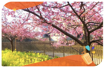 河津櫻花季2025》東京近郊最早櫻花！賞櫻行程、景點搶先看