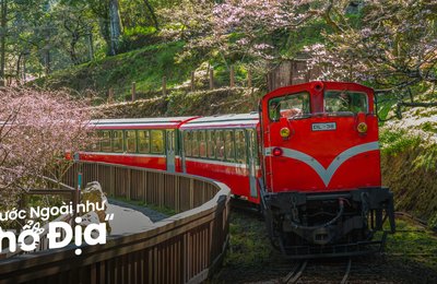 Đi Đài Loan Ngắm Hoa Anh Đào: Lịch Hoa Nở & Điểm Đến Mới