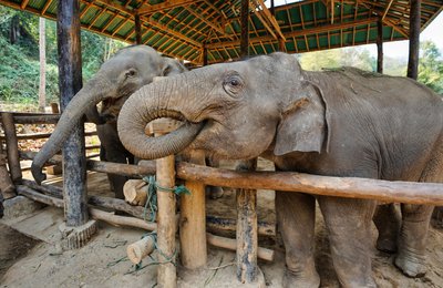 Understanding the "Klook Assessed" Process for Elephant Sanctuaries