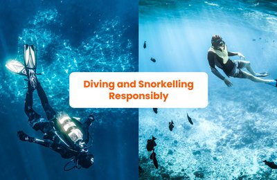 How to Dive and Snorkel Responsibly: Tips to Protect Our Ocean