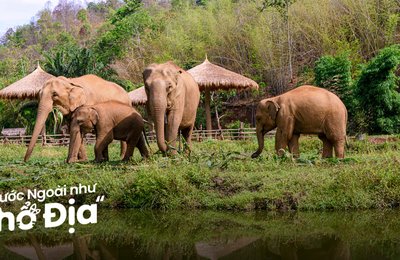 7 Gợi Ý Du Lịch Ở Phuket Dành Cho Người Yêu Động Vật