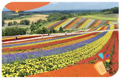 【美瑛一日遊】冬季春季都不能錯過！北海道美瑛必訪景點、交通行程