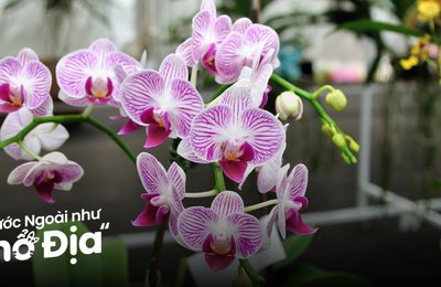 Vườn Lan Quốc Gia Singapore: Thiên Đường Hoa Lan Rực Rỡ