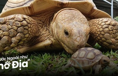 Bí Kíp Khám Phá Bảo Tàng Rùa Sống Singapore Tự Túc