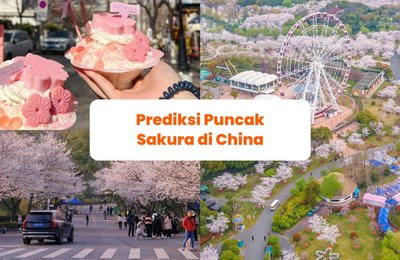 Cherry Blossoms in China: Inilah Perkiraan Puncak Sakura di China!