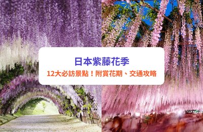 日本紫藤花2025|11大夢幻紫藤花景點推介!附最佳賞花時間、祭典活動、交通攻略