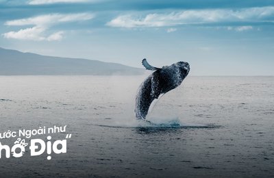 11 Địa Điểm Ngắm Cá Voi Tuyệt Vời Bạn Không Nên Bỏ Lỡ