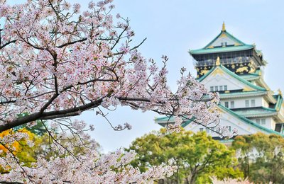 Osaka Cherry Blossoms 2025: Forecast & Viewing Spots