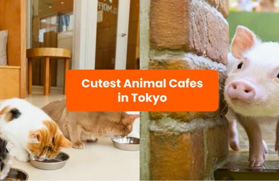 20 Ethical Animal Cafes in Tokyo Worth Visiting