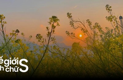 Kinh Nghiệm Tham Quan Công Viên Hoa Pơ Mu Cho Team Mê Sống Ảo