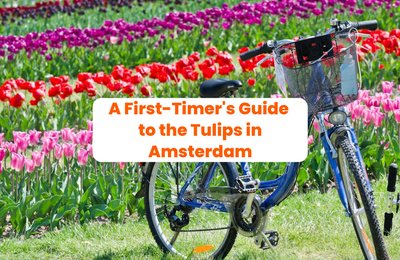 Top 6 Tips for Sightseeing the Tulips in Amsterdam