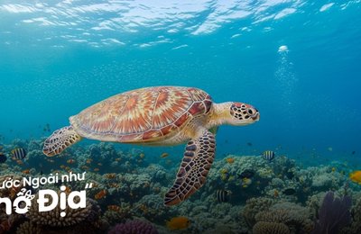 12 Địa Điểm Lặn Biển Đẹp Ở Bali Cho Mọi Trình Độ 