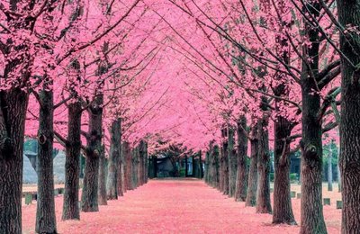 Hanami & Cherry Blossom Viewing in Japan for 2026: Expert Tips