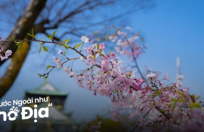 12 Tour Osaka Giá Rẻ, Dễ Đi Cho Người Mới Tại Klook
