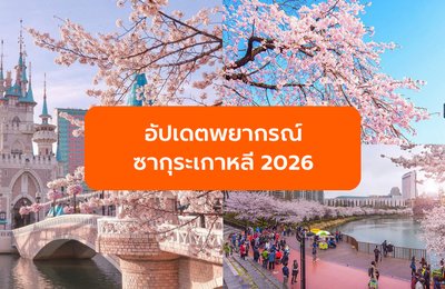 อัปเดตพยากรณ์ซากุระเกาหลี 2026 เเละจุดชมซากุระที่สวยที่สุด
