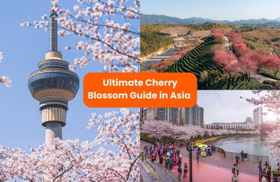 Ultimate Cherry Blossom Viewing Guide in Asia (Japan, Korea, China & Taiwan)