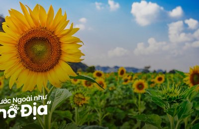 Trải Nghiệm Mùa Hè Bất Tận Tại Hokkaido Trong 7 Ngày 6 Đêm